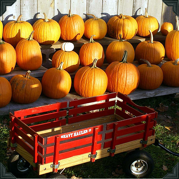 Galleries Angevine Farm