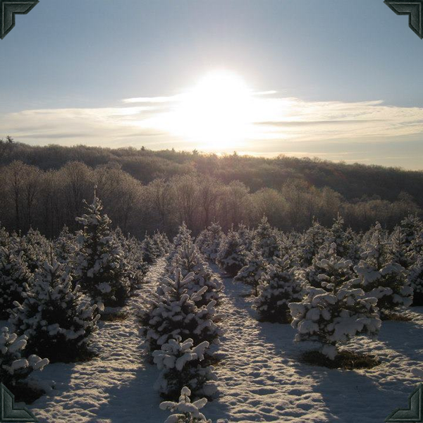 Galleries Angevine Farm