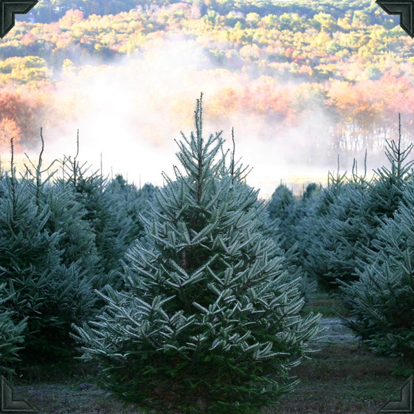 Galleries Angevine Farm