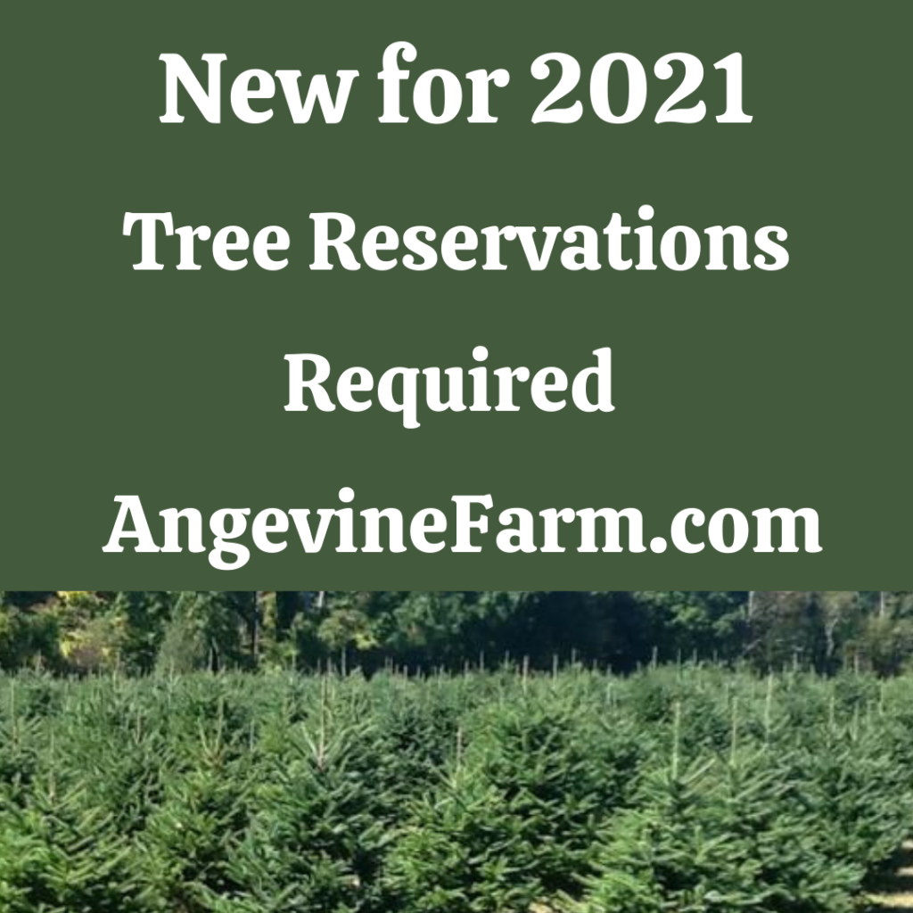 Christmas Tree Cutting with Reservations Angevine Farm