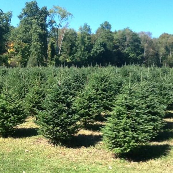 2023 CHRISTMAS TREES