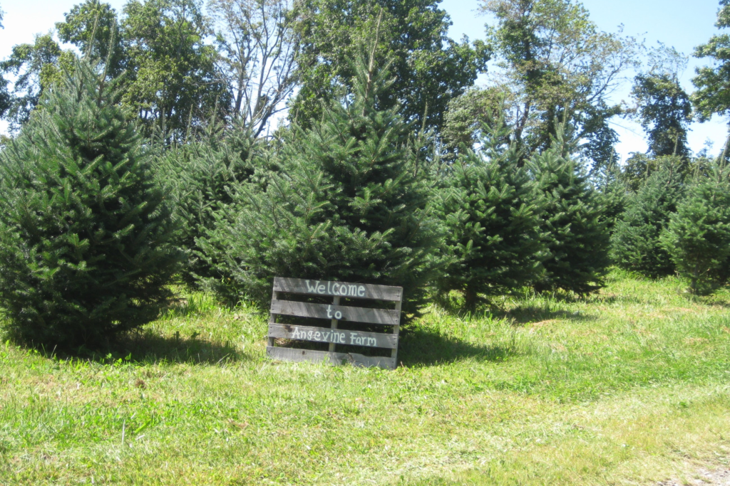 Christmas Trees Angevine Farm