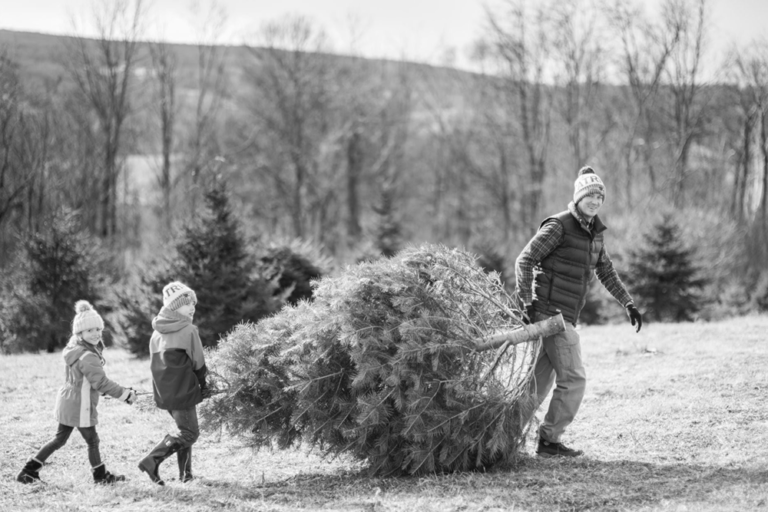 Christmas Trees Angevine Farm